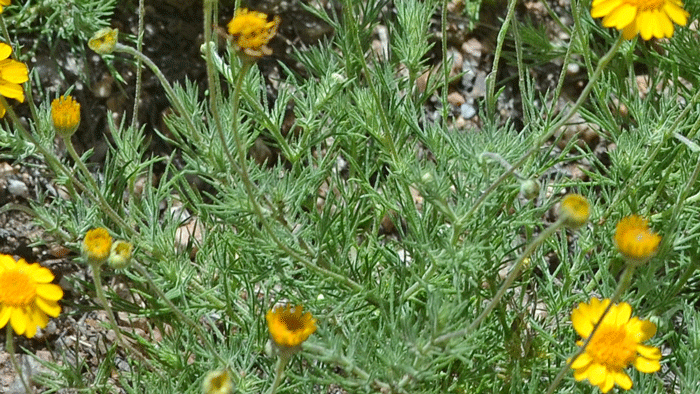 Fiveneedle Pricklyleaf leaves are green and the plants are leafy. The lobes are stiff and sharp, linear to filiform as shown. Thymophylla pentachaeta